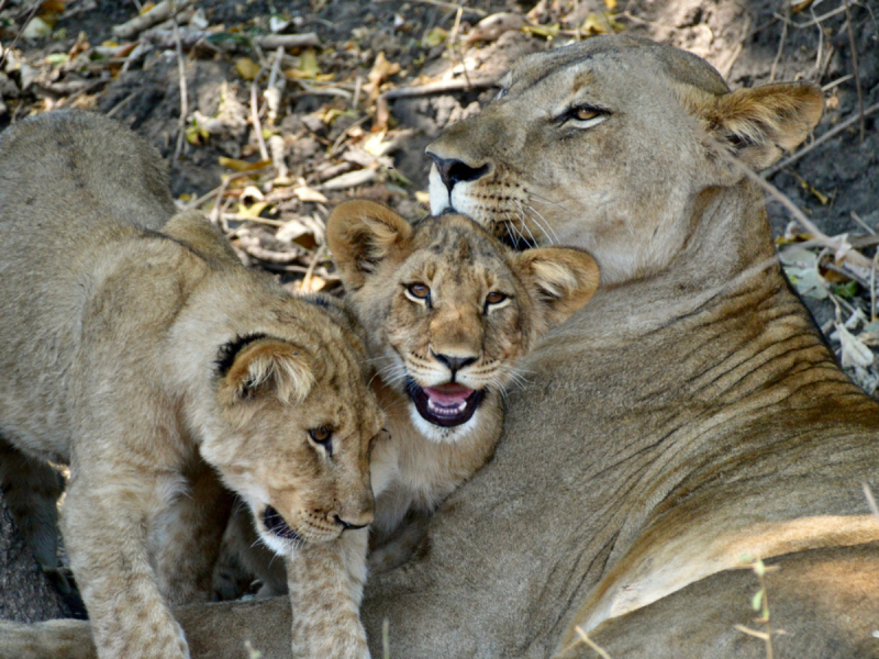 Lioness and two lion cubs in Malawi