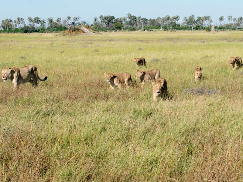 Lionesses hunting in the Okavango