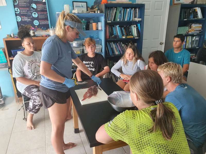 Lionfish dissection