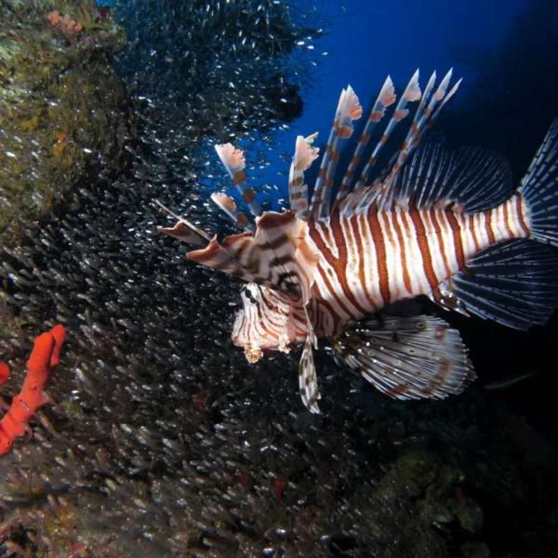 Marine conservation volunteering