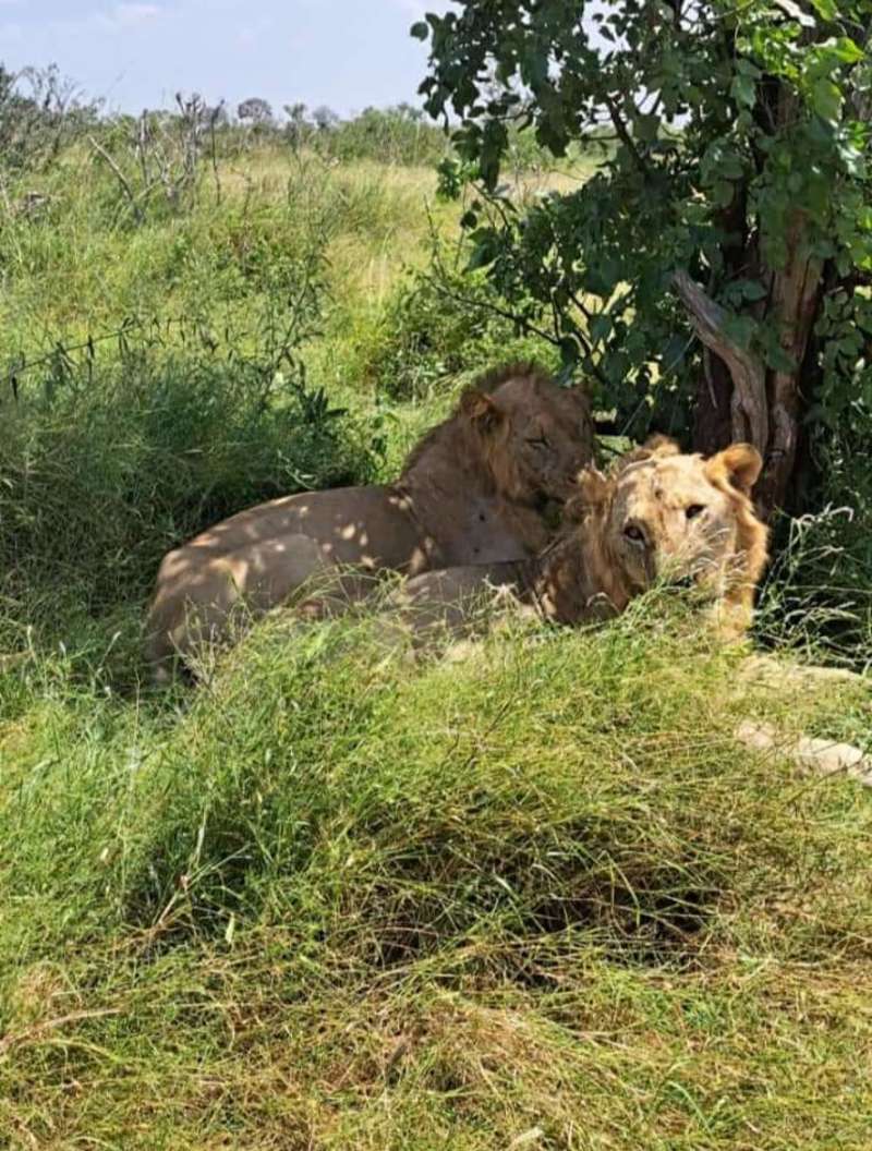 Lions at Masai Mara