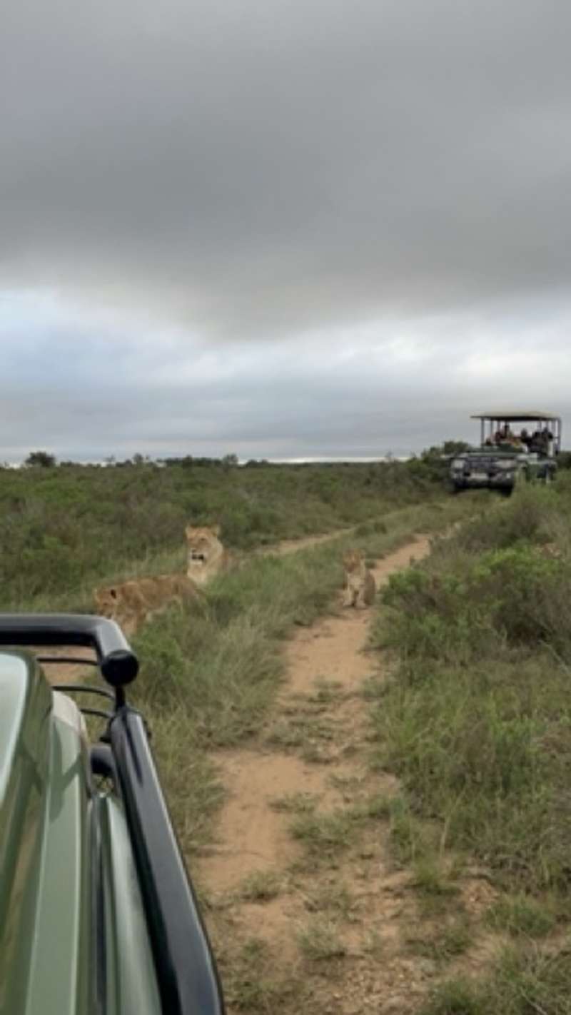 lions lay in the grass