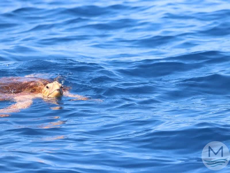 Loggerhead turtle surfacing off southern Tenerife