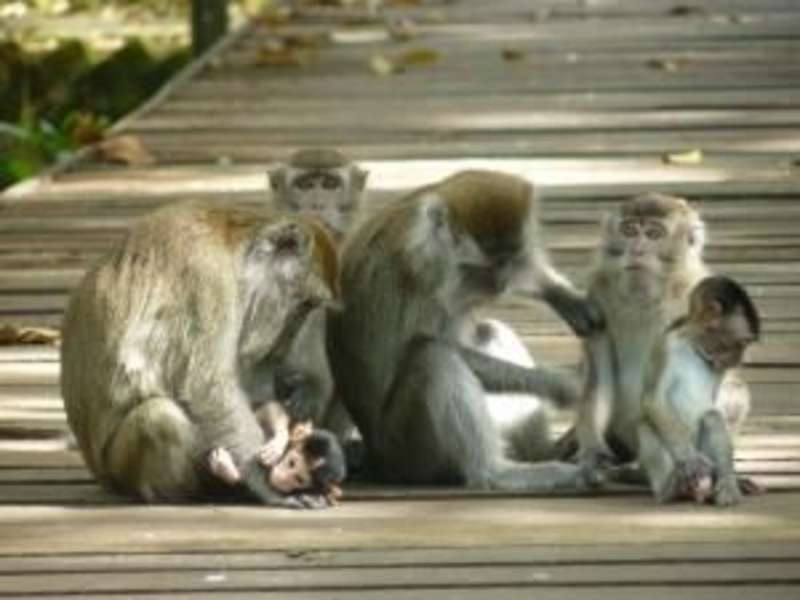 Macaques