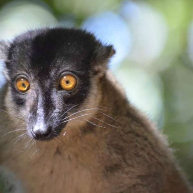 GoEco Madagascar - Wildlife Research and Conservation