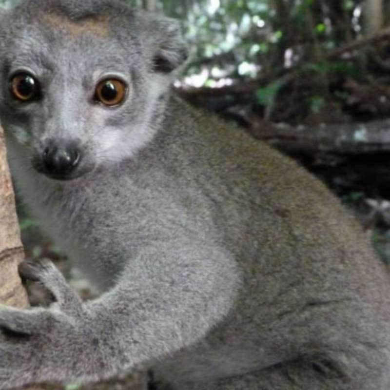 GoEco Madagascar - Wildlife Research and Conservation