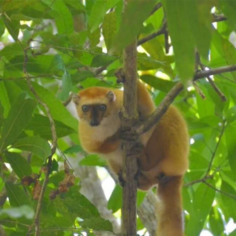 GoEco Madagascar - Wildlife Research and Conservation