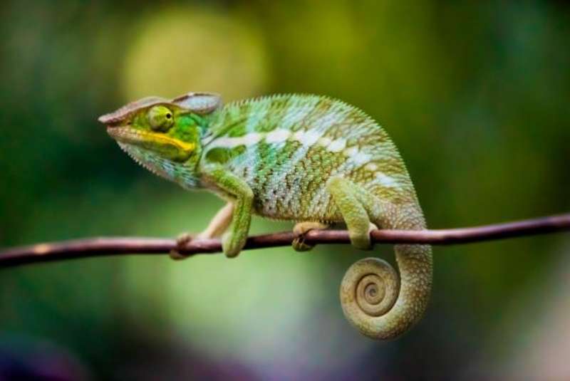 a photo of a chameleon