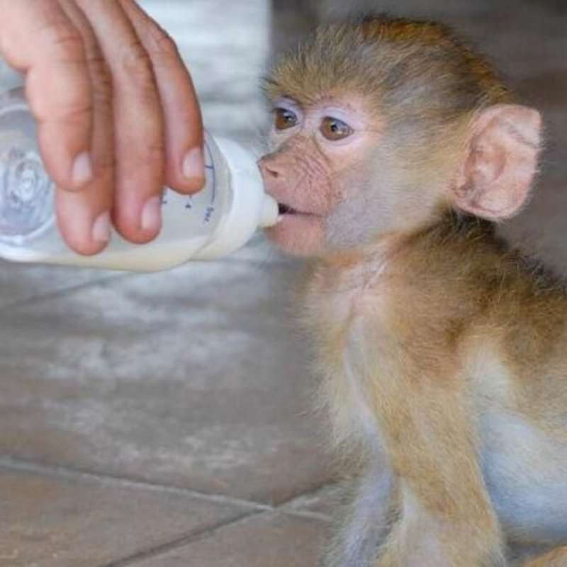 GoEco Malawi - Wildlife Rescue Center