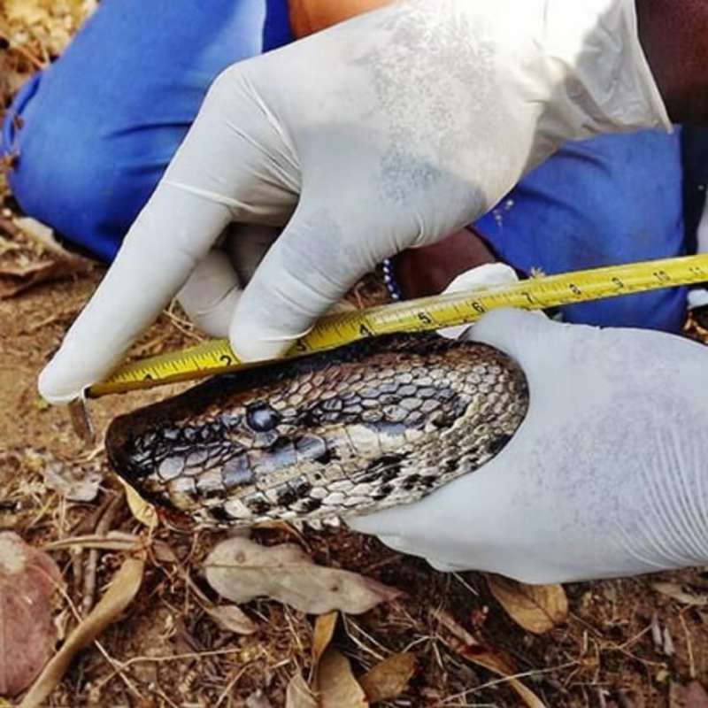 GoEco Malawi - Wildlife Rescue Center Veterinary Internship