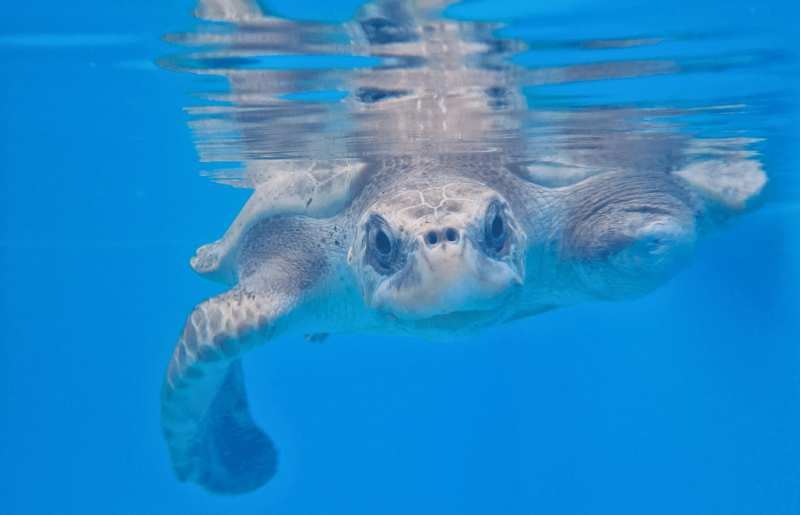Maldives – Sea Turtle & Marine Conservation for Teenagers