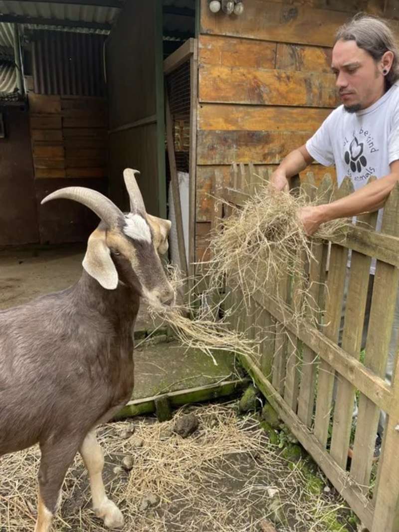 Male Volunteer Feeding a Goat Hay in Costa Rica