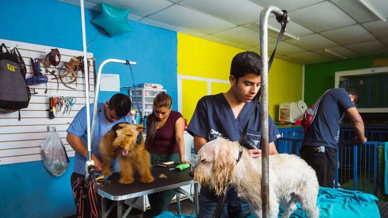 Male Volunteer grooming a dog in Guatemala