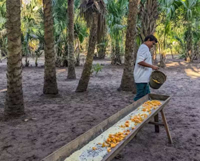 Man Feeding Deer in Mexico