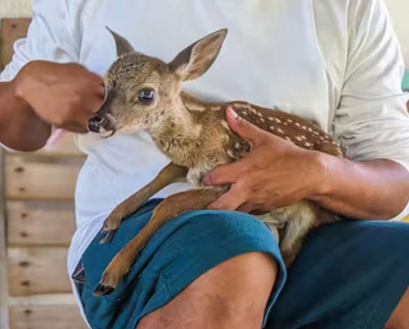 Man Petting and Caring for Fawn