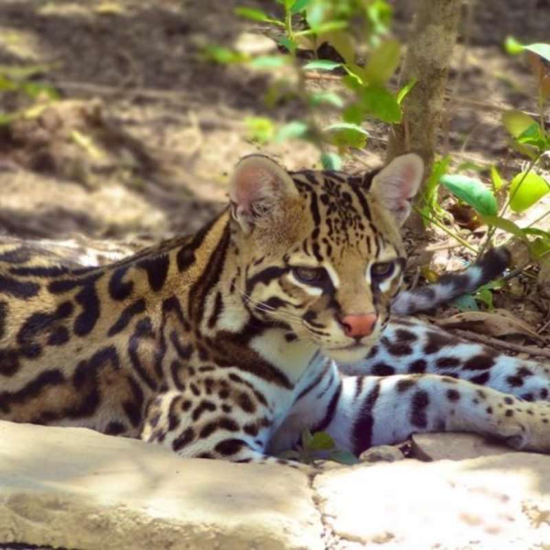 Margay in a rescue center