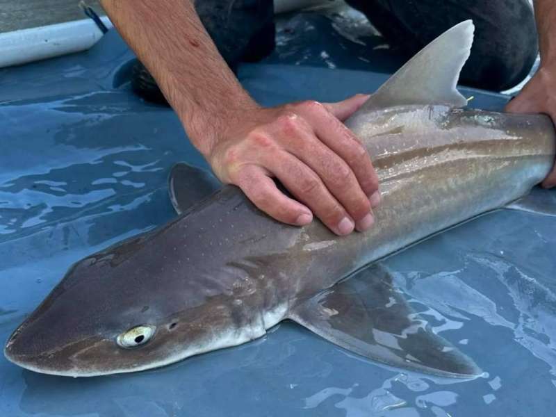 Marine Biology Field Research Training Course in Mossel Bay, South Africa