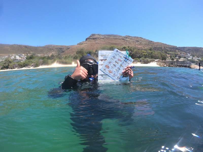Marine Conservation Volunteer in Cape Town, South Africa