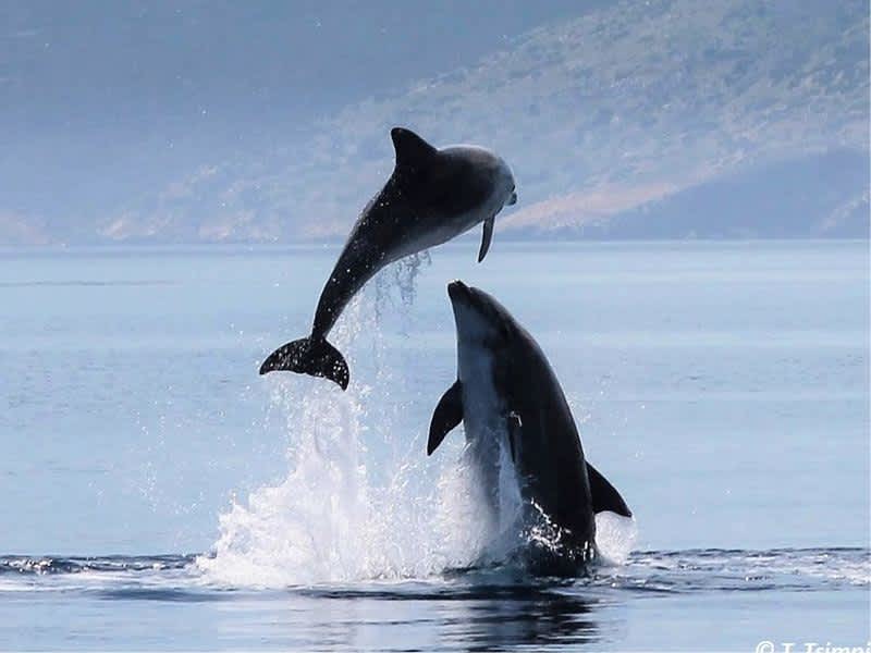 Marine Conservation