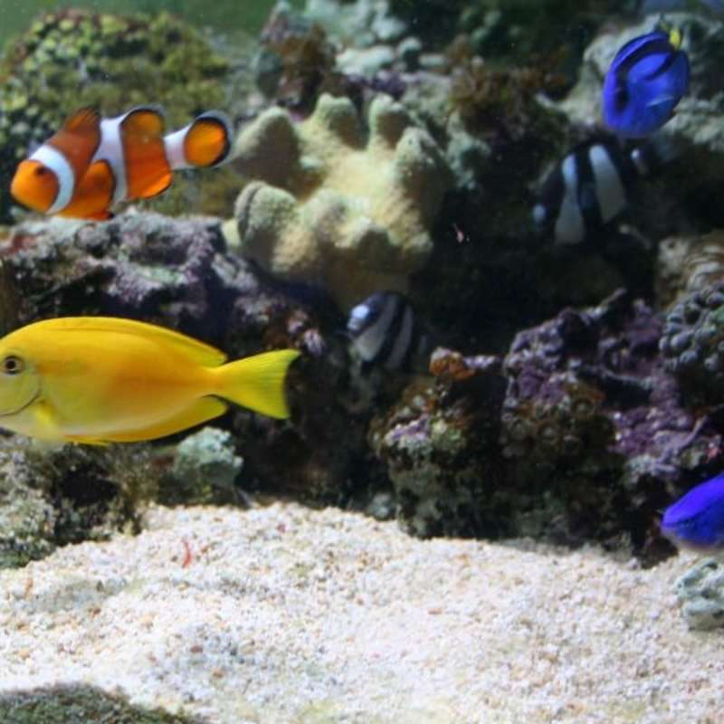 variety of fish