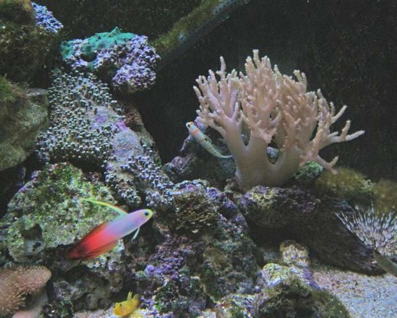 underwater ecosystem