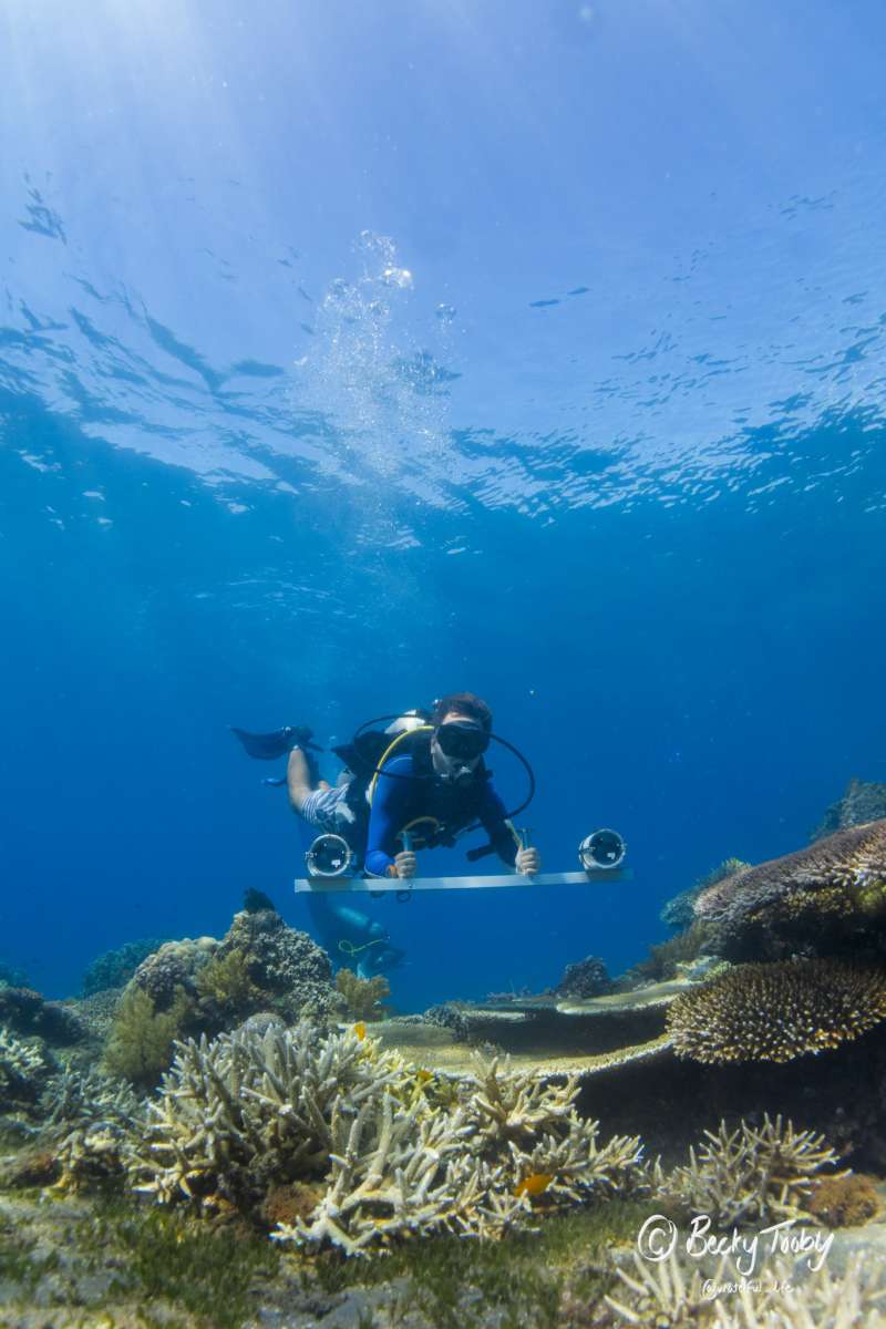 Marine Research Fellow Internship in the Philippines