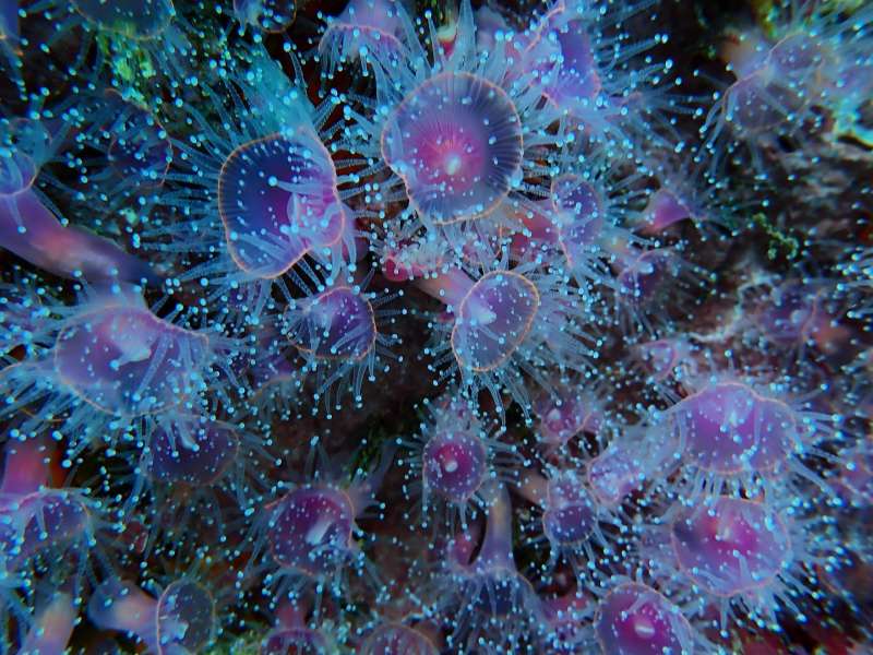 Marine Science Field Course