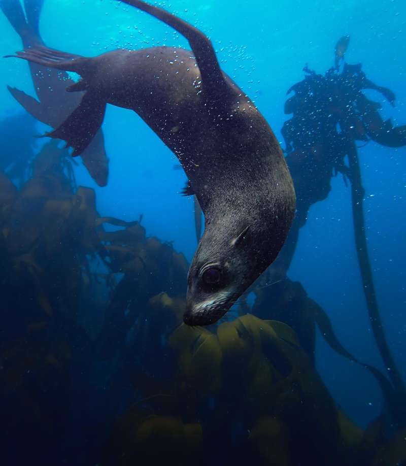 Marine Science Field Course