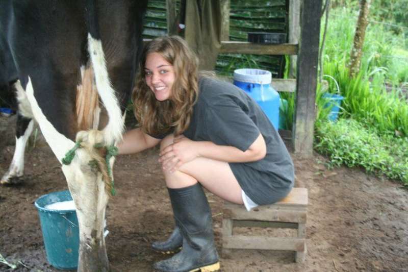 volunteer milking a cow
