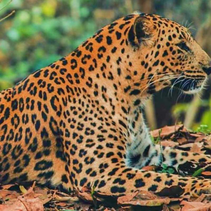 Mexico - Jaguar Jungle Conservation