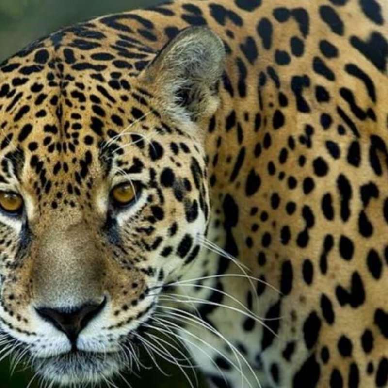 Mexico - Jaguar Jungle Conservation