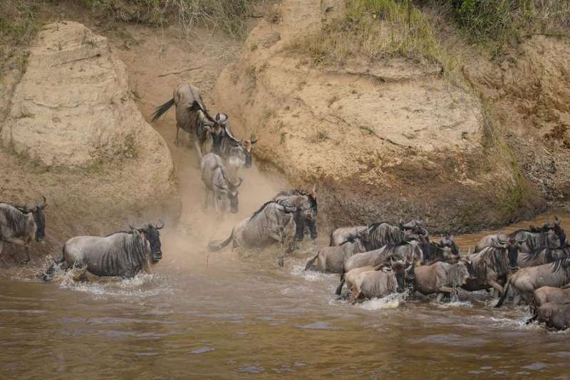 Migration of wildebeest closing mara river