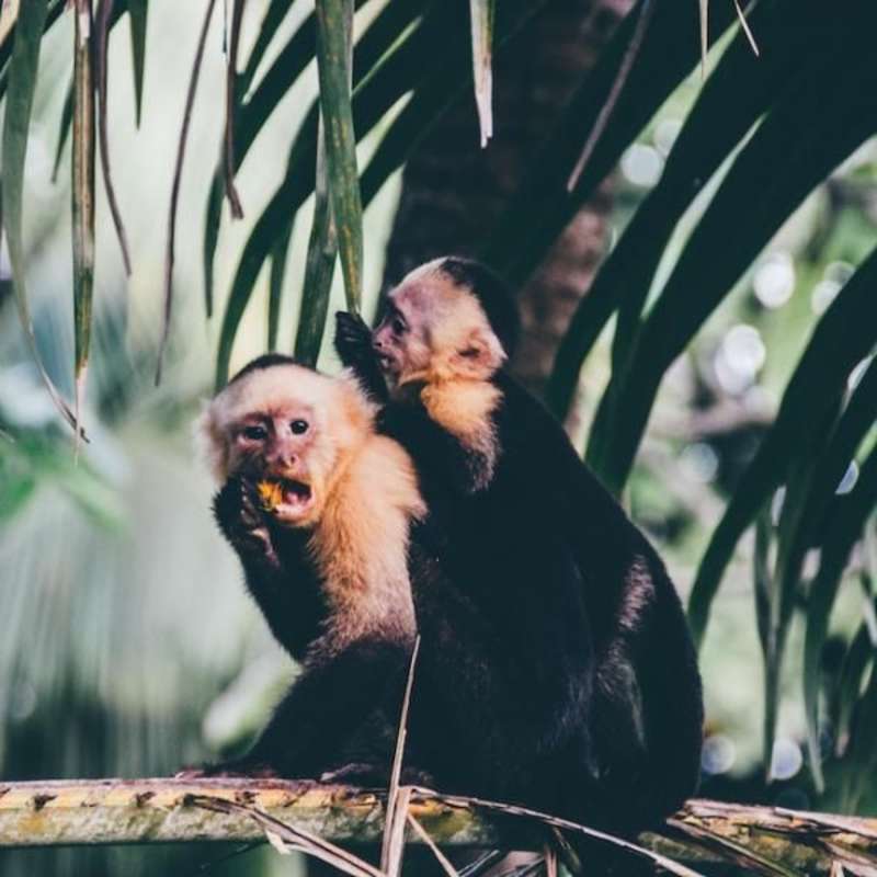 Intern in Costa Rica