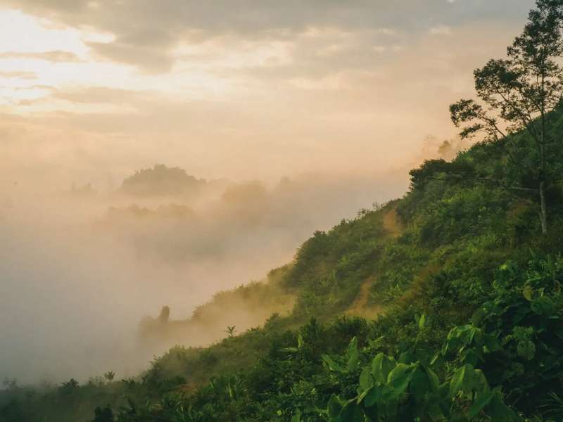 Misty Borneo