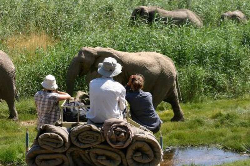 monitoring elephants