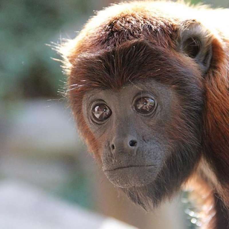 woolly monkey in a rescue