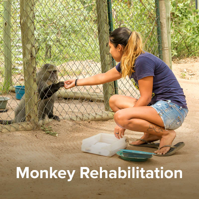 Monkey Rehabilitation