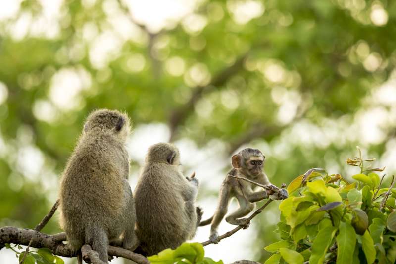 Monkey Rehabilitation