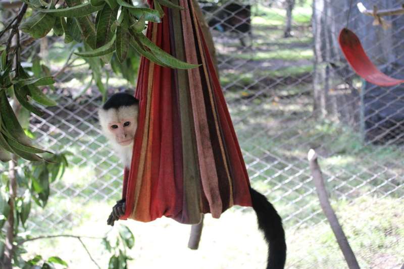Monkey