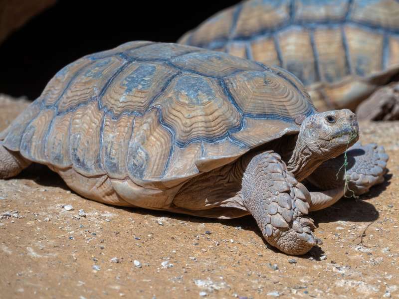 Moroccan Tortoises in the wild