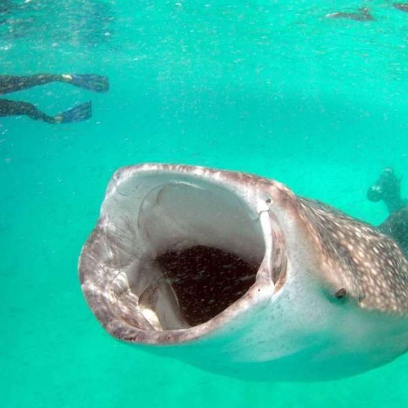 GoEco Mozambique - Whale Shark & Marine Conservation