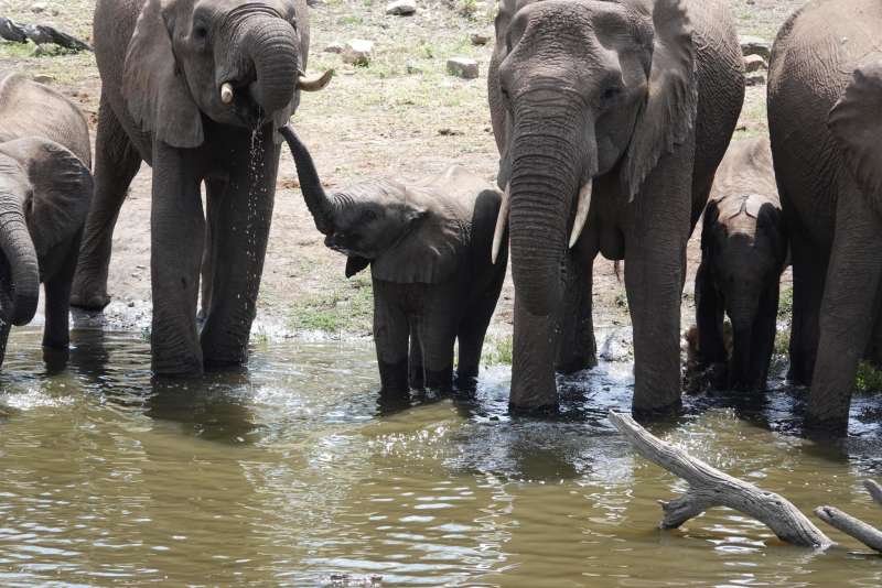 MSc Level Conservation Research Internship in South Africa