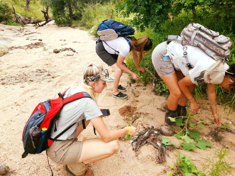 MSc Level Conservation Research Internship in South Africa