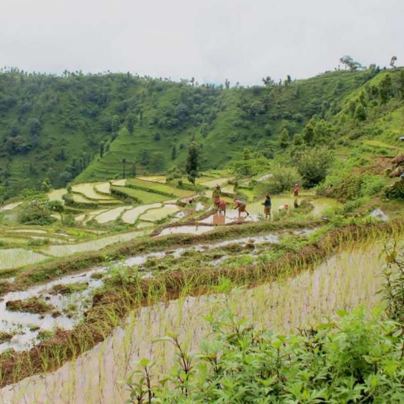 rice farming in Nepal