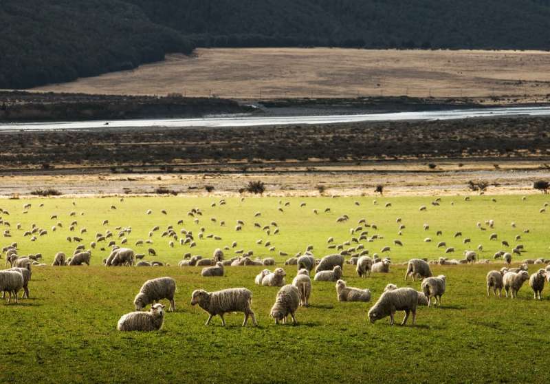 New Zealand