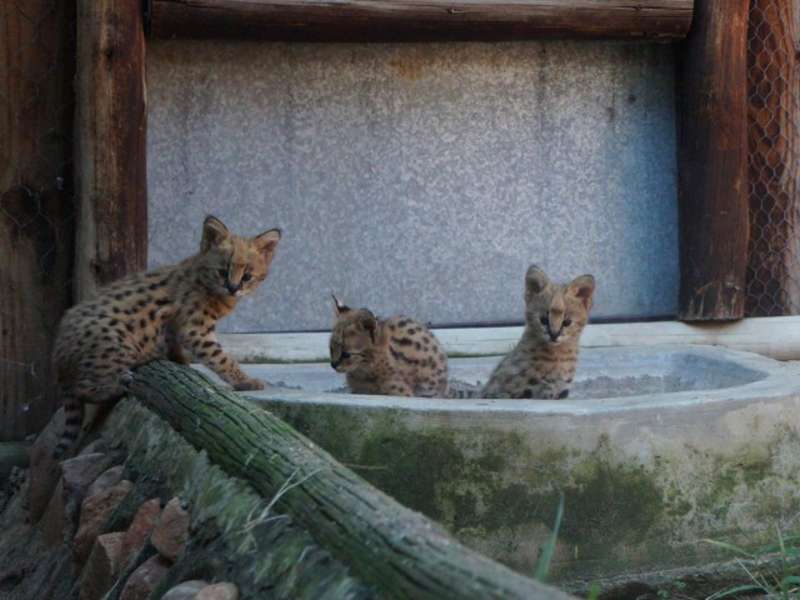Orphaned serval at Moholoholo