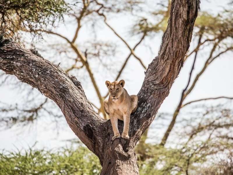 Overland across Tanzania and enjoy Usambara Mountains, Waterfalls at the base of Mt Kilimanjaro, culture, Arusha and Safari in Tarangire & Ngorongoro Crater!