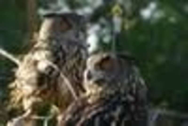 Owls