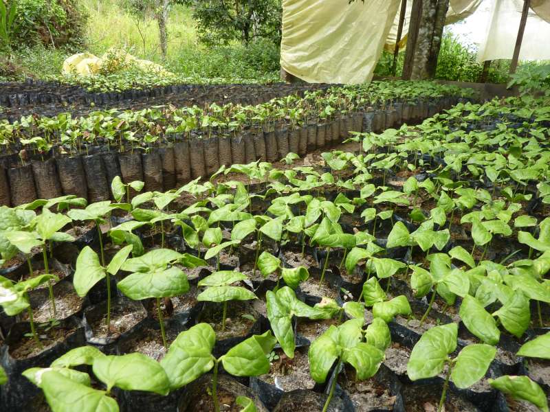 Plants