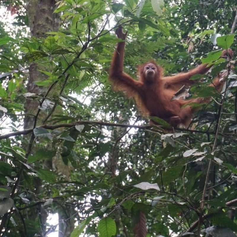 ARCC Pacific Islands Gap Semester | Spotting Sumatran Orangutans in the Wild